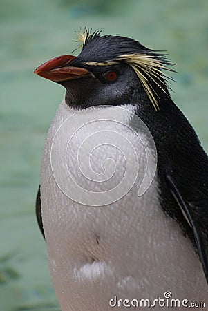 Northern Rockhopper Penguin - Eudyptes moseleyi Stock Photo