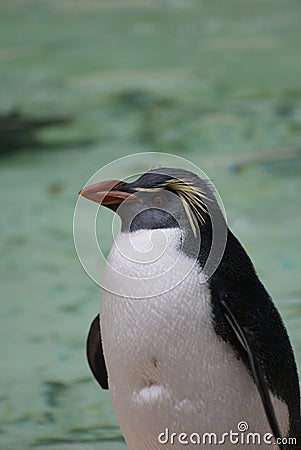 Northern Rockhopper Penguin - Eudyptes moseleyi Stock Photo