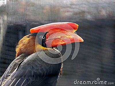 Northern rufous Hornbill, Buceros hydrocorax, stands out with its large helmet on its beak Stock Photo