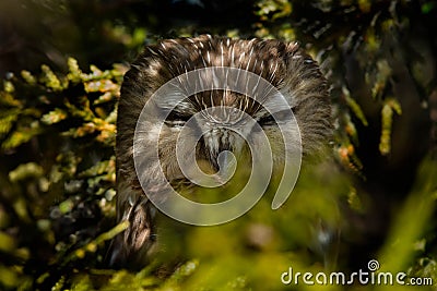 Northern Saw-whet Owl - Aegolius acadicus Stock Photo
