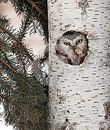 Northern Saw-Whet owl Stock Photo