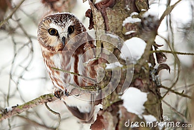 Northern Saw-Whet Owl In Winter Stock Photo