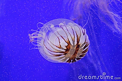 Chrysaora melanaster jellyfish Stock Photo