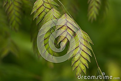 Northern Sea Oats (Chasmanthium latifolium) Ornamental Grass Stock Photo