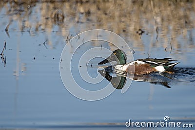 Northern shoveler Stock Photo