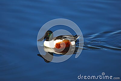 Northern Shoveler Stock Photo