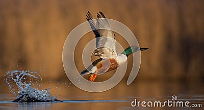 Northern Shoveler - Anas clypeata - male Stock Photo