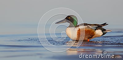 Northern Shoveler - Anas clypeata / Spatula clypeata - male Stock Photo