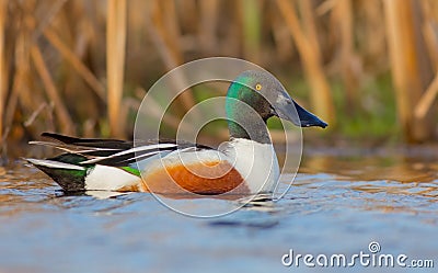 Northern Shoveler - Anas clypeata / Spatula clypeata - male Stock Photo