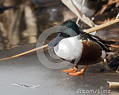 Northern Shoveler duck Stock Photo