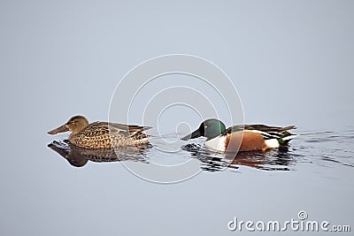 Northern Shoveler duck. Male and female on water. Anas clypeata Stock Photo