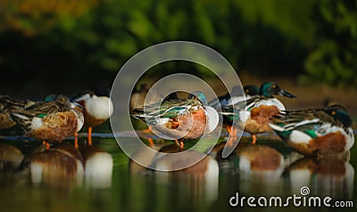 Northern Shoveler Ducks on a Lake Stock Photo