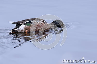 Northern shoveler feeding Stock Photo