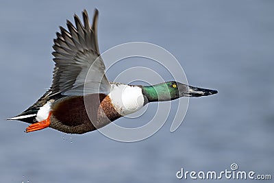 Northern Shoveler In Flight Stock Photo