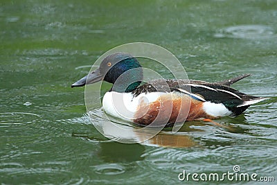 Northern shoveler Stock Photo