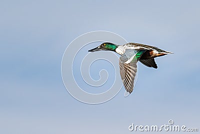 Northern Shoveler Flying Stock Photo