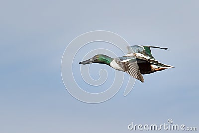 Northern Shoveler Flying Stock Photo