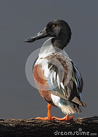 Northern Shoveler Standing on a Log Stock Photo