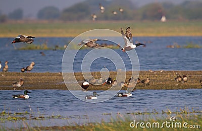 Northern Shoveller Ducks flying Stock Photo