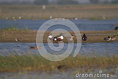 Northern Shoveller Ducks near water Stock Photo