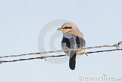 Northern Shrike bird Stock Photo
