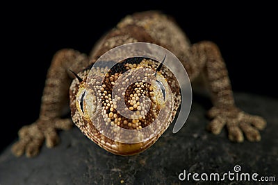 Northern spiny-tailed gecko Strophurus ciliaris Stock Photo