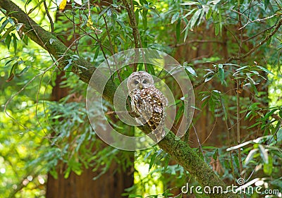Northern Spotted Owl Stock Photo