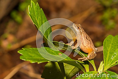 Northern Spring Peeper, Pseudacris crucifer Stock Photo