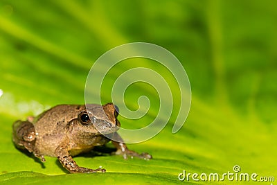 Northern Spring Peeper Stock Photo