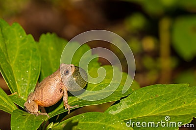 Northern Spring Peeper, Pseudacris crucifer Stock Photo