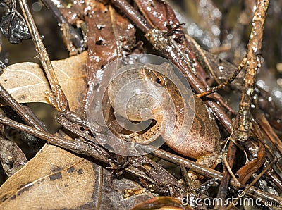 Northern Spring Peeper Stock Photo