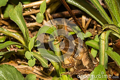 Northern Spring Peepers, Pseudacris crucifer Stock Photo