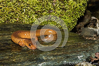 Northern Spring Salamander Stock Photo