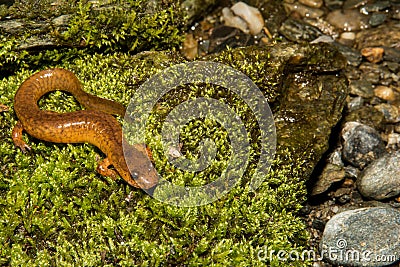 Northern Spring Salamander Stock Photo