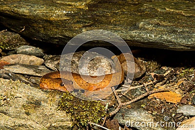 Northern Spring Salamander Stock Photo