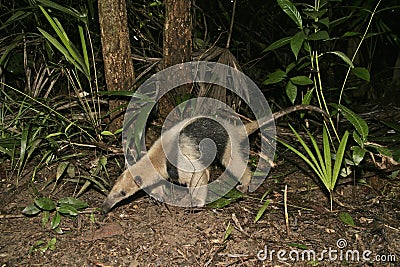 Northern tamandua, Tamandua mexicana Stock Photo