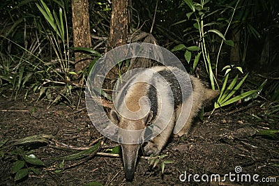 Northern tamandua, Tamandua mexicana Stock Photo