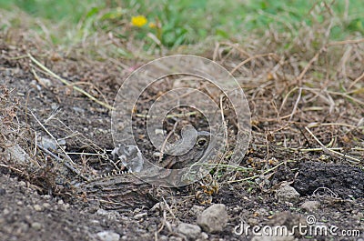 Northern tuatara Sphenodon punctatus. Stock Photo