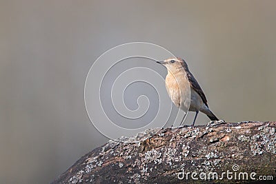 The northern wheatear, little song bird Stock Photo