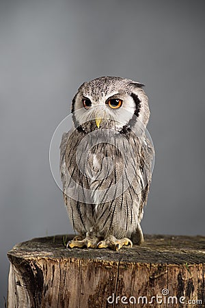 Northern white-faced owl Ptilopsis leucotis studio portrait Stock Photo