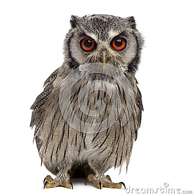 Northern white-faced owl - Ptilopsis leucotis Stock Photo