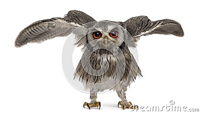 Northern white-faced owl spreading its wings - Ptilopsis leucotis Stock Photo