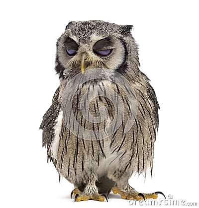 Northern white-faced owl winking - Ptilopsis leucotis 1 year ol Stock Photo