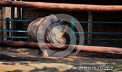 Northern white rhinoceros behind the fence in the zoo & x28;Ceratotherium simum cottoni& x29; Stock Photo