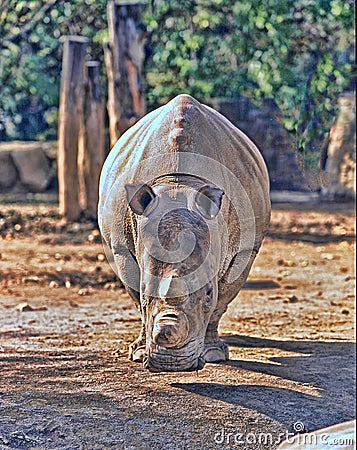 Northern White rhinoceros, Ceratotherium simum cottoni, today only the last two rhinos Stock Photo