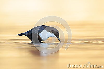 Northern white-throated dipper, cinclus cinclus cinclus, foraging in water Stock Photo