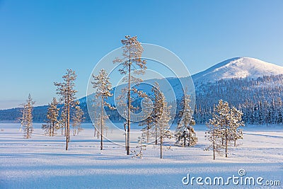 Northern winter landscape - pine trees, forest and mountain Stock Photo