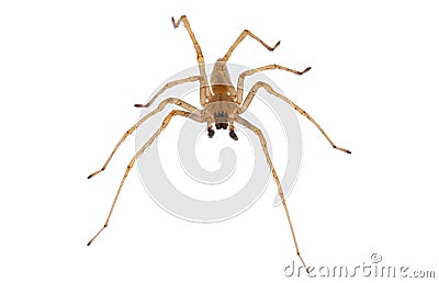 Northern yellow sac spider isolated on white background, Cheiracanthium mildei male Stock Photo