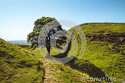 Sycamore Gap Northumberland. Hadrians Wall built on tall cliffs Roman Wall on a sunny summer day Stock Photo