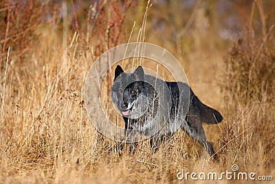 The northwestern wolf ,Canis lupus occidentalis, standing in the forest. The wolf Canis lupus, also known as the grey/gray or Stock Photo